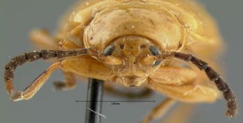 Media type: image; Entomology 18757   Aspect: head frontal view